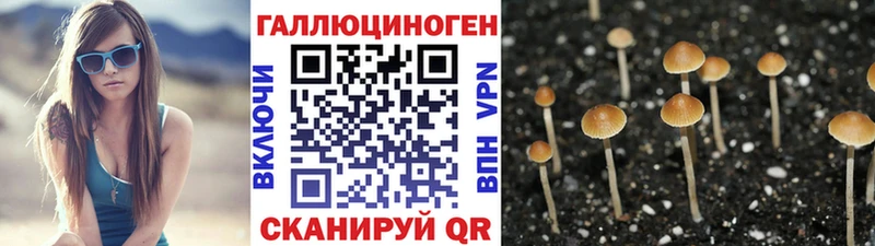 Галлюциногенные грибы Psilocybine cubensis как найти наркотики Новокубанск