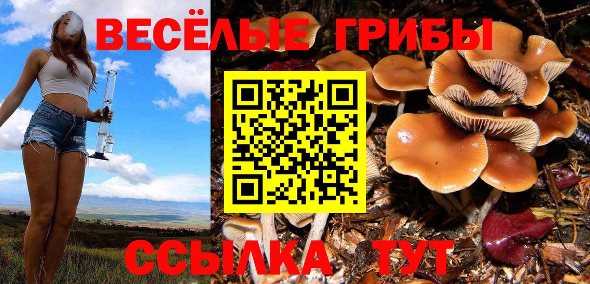 Галлюциногенные грибы мухоморы  Галлюциногенные грибы ЛСД  Новокубанск  Вход с VPN 