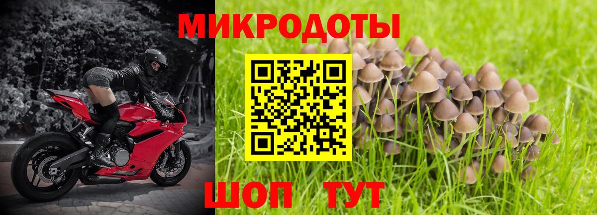 Псилоцибиновые грибы мицелий Новокубанск